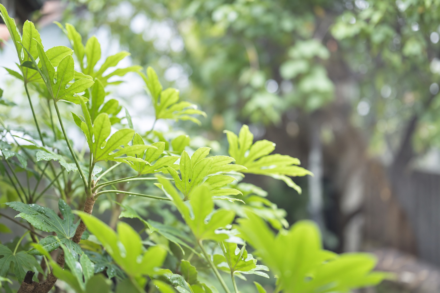 院内から見える緑の植栽